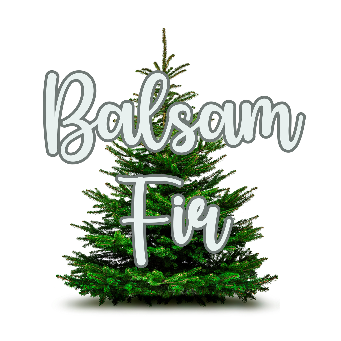 Balsam Fir | 1 pound | Scented Aroma Beads